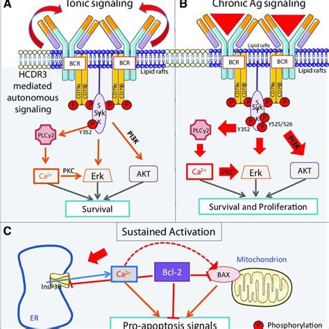 bcr game16|B cell signaling in context .